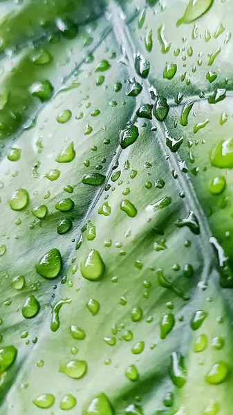 Su damlacıkları ile parlak yeşil anthurium yaprakları yakın plan, doku ve tazelik göstermektedir