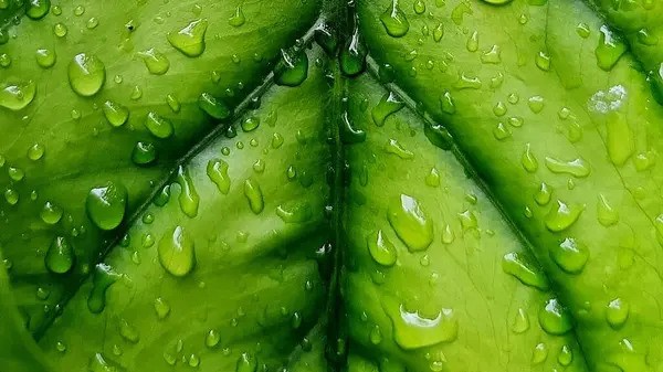 Su damlacıkları ile parlak yeşil anthurium yaprakları yakın plan, doku ve tazelik göstermektedir