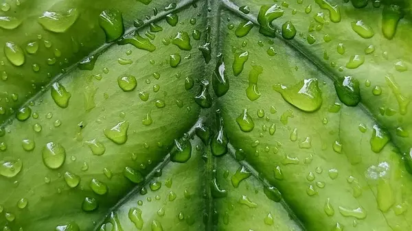 Su damlacıkları ile parlak yeşil anthurium yaprakları yakın plan, doku ve tazelik göstermektedir