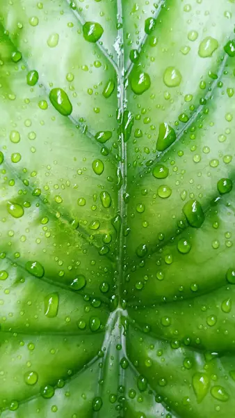 Su damlacıkları ile parlak yeşil anthurium yaprakları yakın plan, doku ve tazelik göstermektedir