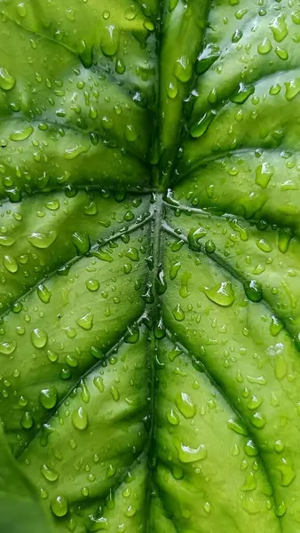 Su damlacıkları ile parlak yeşil anthurium yaprakları yakın plan, doku ve tazelik göstermektedir