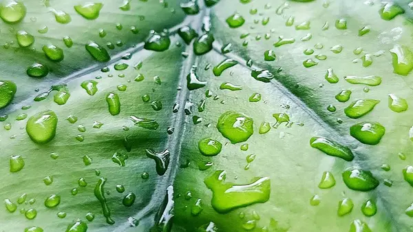 Su damlacıkları ile parlak yeşil anthurium yaprakları yakın plan, doku ve tazelik göstermektedir