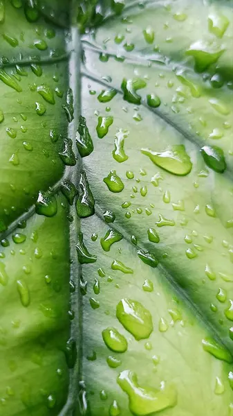 Su damlacıkları ile parlak yeşil anthurium yaprakları yakın plan, doku ve tazelik göstermektedir