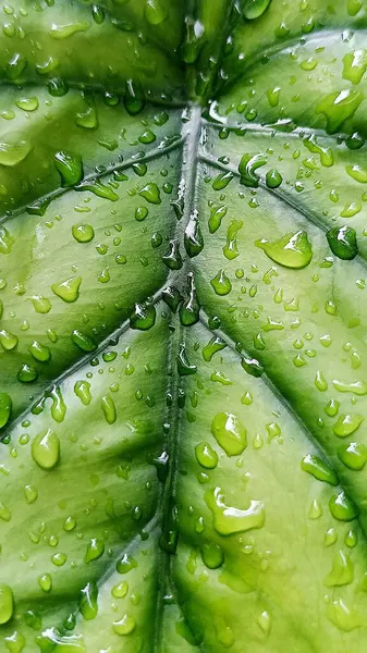 Su damlacıkları ile parlak yeşil anthurium yaprakları yakın plan, doku ve tazelik göstermektedir