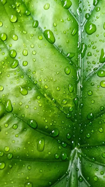 Su damlacıkları ile parlak yeşil anthurium yaprakları yakın plan, doku ve tazelik göstermektedir