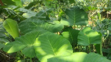 Doğal güneş ışığında yemyeşil taro yapraklarına yakın çekim