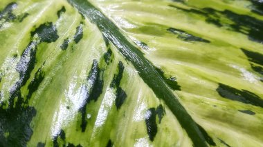 Göz alıcı yeşil ve sarı desenli parlak bir Dieffenbachia yaprağına yakın plan.