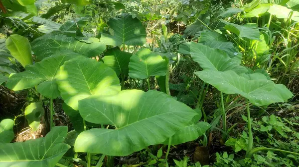 Doğal güneş ışığında yemyeşil taro yapraklarına yakın çekim