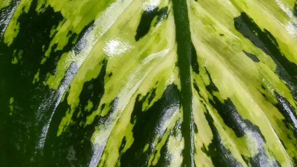 Göz alıcı yeşil ve sarı desenli parlak bir Dieffenbachia yaprağına yakın plan.