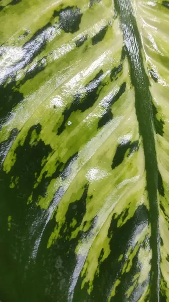 Göz alıcı yeşil ve sarı desenli parlak bir Dieffenbachia yaprağına yakın plan.