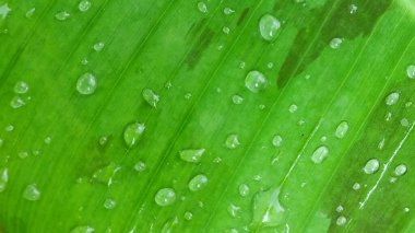 Islak muz yaprağına su damlacıklarıyla yakın plan.