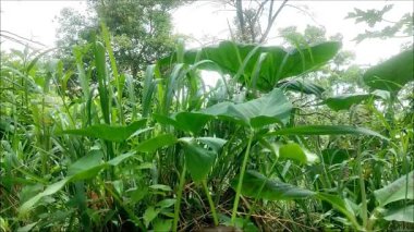 Doğal güneş ışığında yemyeşil taro yapraklarına yakın çekim