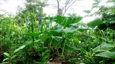 Doğal güneş ışığında yemyeşil taro yapraklarına yakın çekim