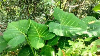 Doğal güneş ışığında yemyeşil taro yapraklarına yakın çekim