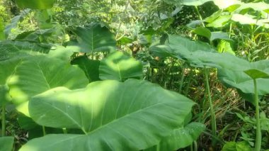 Doğal güneş ışığında yemyeşil taro yapraklarına yakın çekim