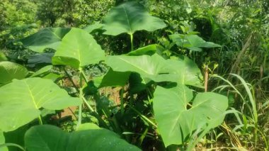 Doğal güneş ışığında yemyeşil taro yapraklarına yakın çekim