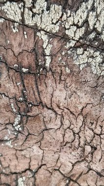 Soyut ahşap desen. Yıpranmış tahıl. Çatlak ağaç kabuğu detayı.