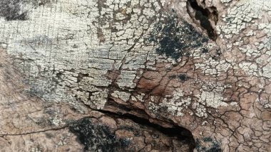 Soyut ahşap desen. Yıpranmış tahıl. Çatlak ağaç kabuğu detayı.