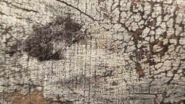 Soyut ahşap desen. Yıpranmış tahıl. Çatlak ağaç kabuğu detayı.