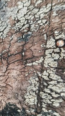 Soyut ahşap desen. Yıpranmış tahıl. Çatlak ağaç kabuğu detayı.