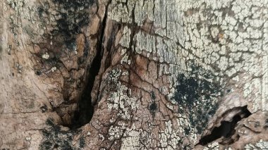 Soyut ahşap desen. Yıpranmış tahıl. Çatlak ağaç kabuğu detayı.