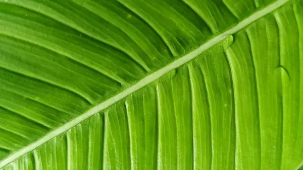 Su damlalarıyla birlikte tropik yaprak dokusu. Yeşillik yeşillik. Parlak yeşil yaprak detayları.