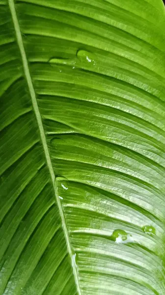 Su damlalarıyla birlikte tropik yaprak dokusu. Yeşillik yeşillik. Parlak yeşil yaprak detayları.
