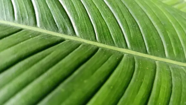 Su damlalarıyla birlikte tropik yaprak dokusu. Yeşillik yeşillik. Parlak yeşil yaprak detayları.