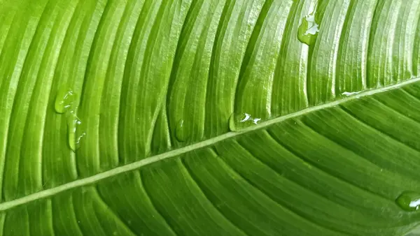 Su damlalarıyla birlikte tropik yaprak dokusu. Yeşillik yeşillik. Parlak yeşil yaprak detayları.