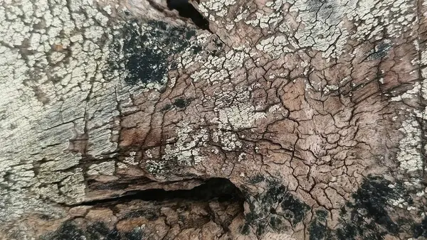 Soyut ahşap desen. Yıpranmış tahıl. Çatlak ağaç kabuğu detayı.
