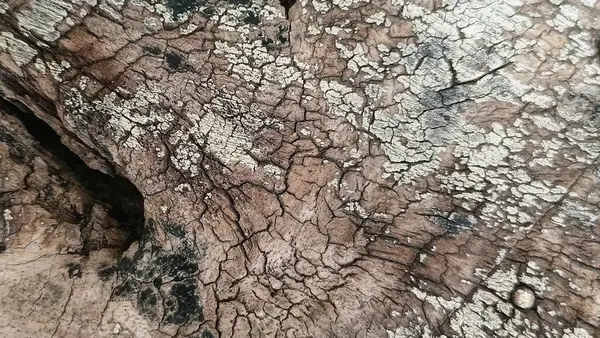 Soyut ahşap desen. Yıpranmış tahıl. Çatlak ağaç kabuğu detayı.