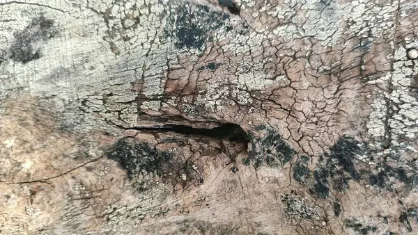 Soyut ahşap desen. Yıpranmış tahıl. Çatlak ağaç kabuğu detayı.