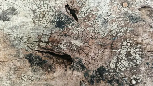 Soyut ahşap desen. Yıpranmış tahıl. Çatlak ağaç kabuğu detayı.