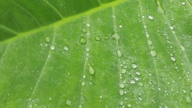 Su damlası ile yemyeşil taro yaprağı deseni.
