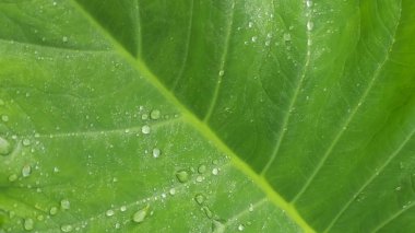 Su damlası ile yemyeşil taro yaprağı deseni.