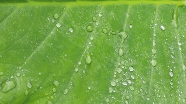 Su damlası ile yemyeşil taro yaprağı deseni.