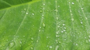 Su damlası ile yemyeşil taro yaprağı deseni.