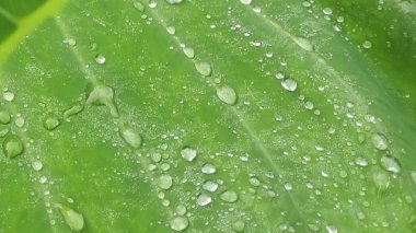Su damlası ile yemyeşil taro yaprağı deseni.