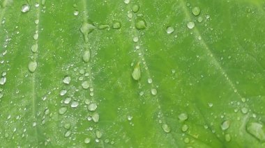 Su damlası ile yemyeşil taro yaprağı deseni.