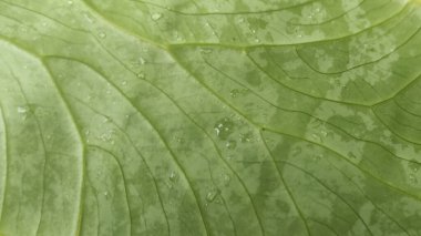 Su damlası ile yemyeşil taro yaprağı deseni.