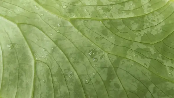 Su damlası ile yemyeşil taro yaprağı deseni.