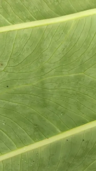 Su damlası ile yemyeşil taro yaprağı deseni.