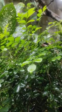 Bahçede serinleyen yemyeşil bitkiler Sabah yağmur suyu ile