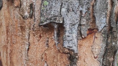 Yaşlı ağaç kabuğunun arka planı yağmur suyuyla soyuluyor