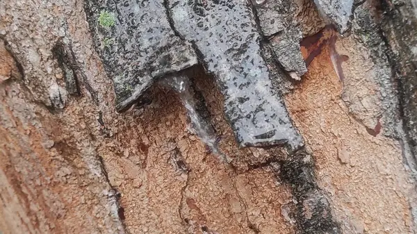 Yaşlı ağaç kabuğunun arka planı yağmur suyuyla soyuluyor