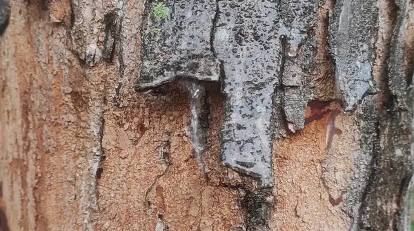 Yaşlı ağaç kabuğunun arka planı yağmur suyuyla soyuluyor