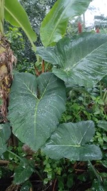 Yağmurlu bir sabahta yemyeşil taro yaprakları ve muz yapraklarının yakın çekimi