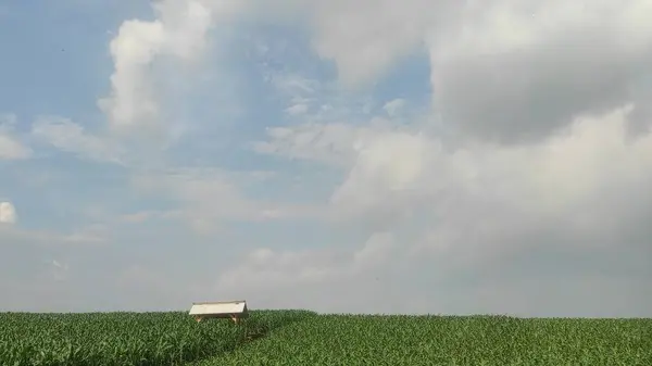 Mavi Gök ve Beyaz Bulutlu Yeşil Tarlaların Güzel Manzarası