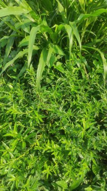 Yemyeşil yapraklar taze ve serinletici. Yeşil yapraklar güzel bir bahçede.