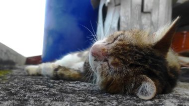 Close-Up of Cat on Rooftop Under Sky. A Cat Moment of Reflection. 